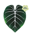 Gloriosum Giant Leaf Blanket - premium quality - Green Philosophy Co.
