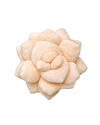Lil' Pop Succulent® - Blush Peach - premium quality - Green Philosophy Co.