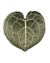 Anthurium Clarinervium - Khaki - premium quality - Green Philosophy Co.