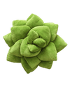 Big Pop Succulent® - Olive Green - premium quality - Green Philosophy Co.
