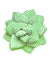 Big Pop Succulent® - Sage Green - premium quality - Green Philosophy Co.