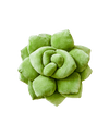 Lil' Pop Succulent® - Olive Green - premium quality - Green Philosophy Co.