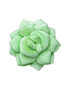 Lil' Pop Succulent® - Sage Green - premium quality - Green Philosophy Co.