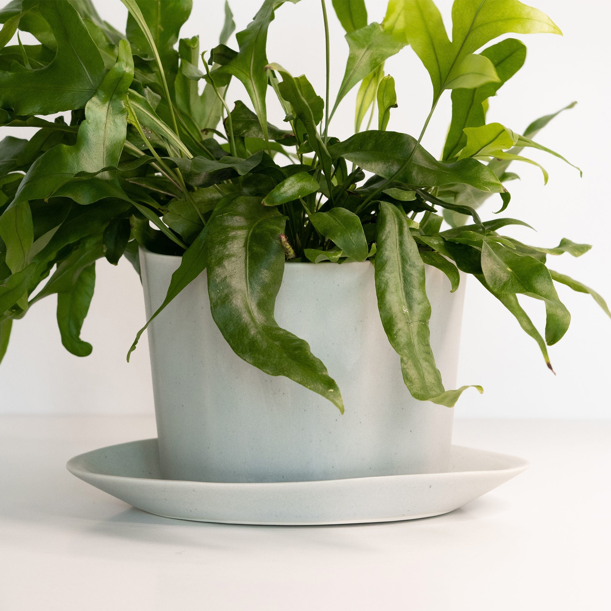 Product view 5 - Geometric Oval Handmade Porcelain Planter - Ember Collective