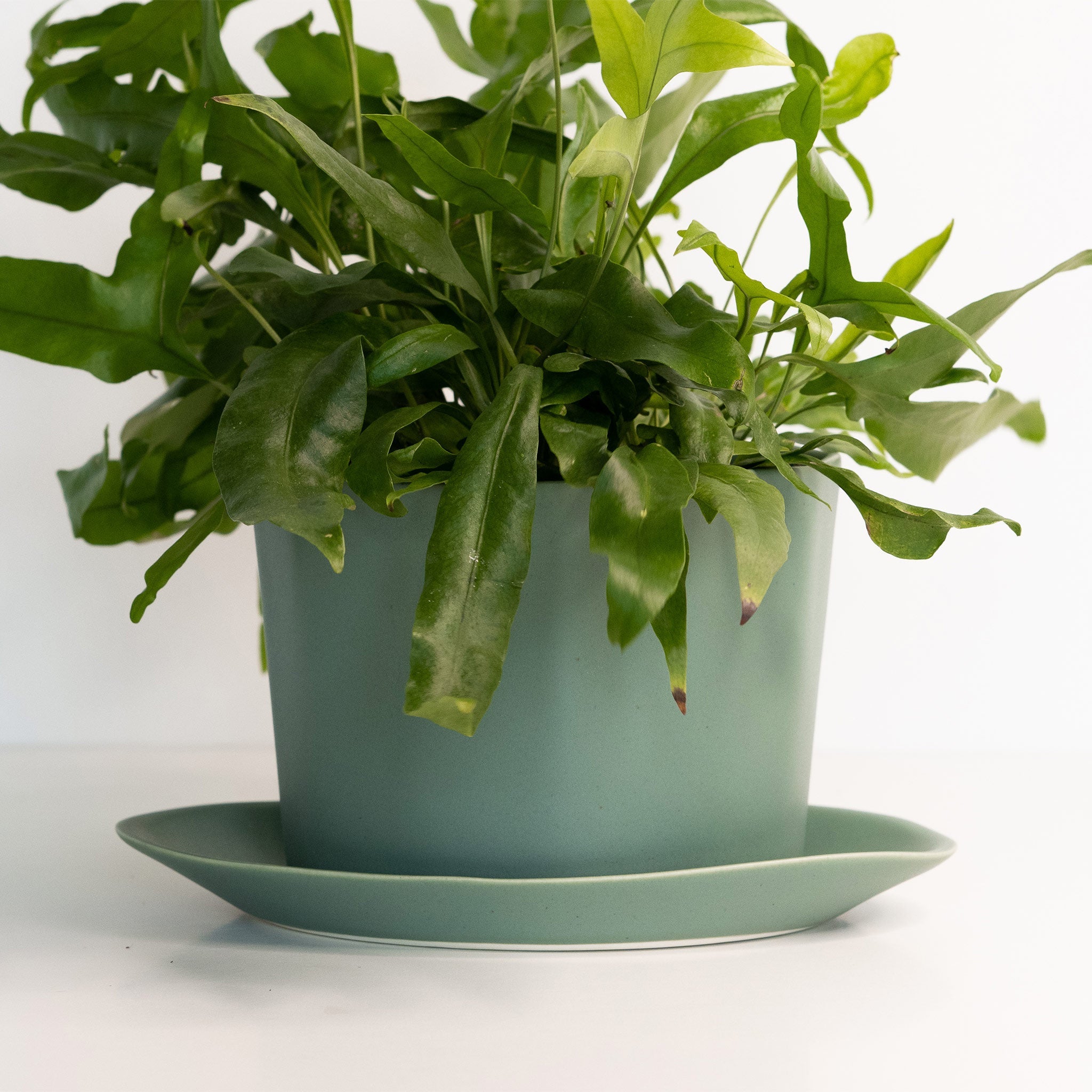 Product view 7 - Geometric Oval Handmade Porcelain Planter - Ember Collective