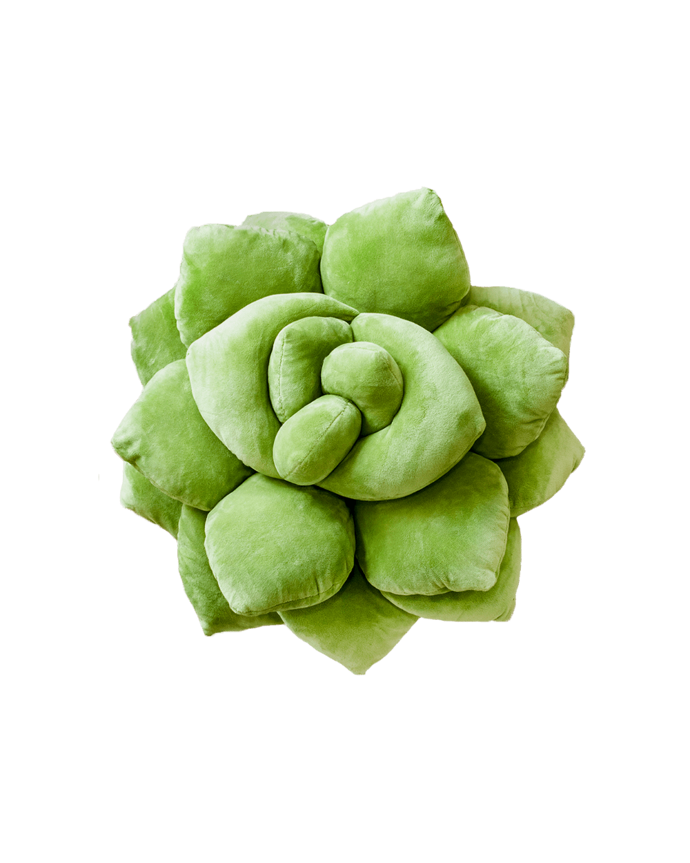 Lil' Pop Succulent®  - Olive Green - premium quality - Green Philosophy Co.
