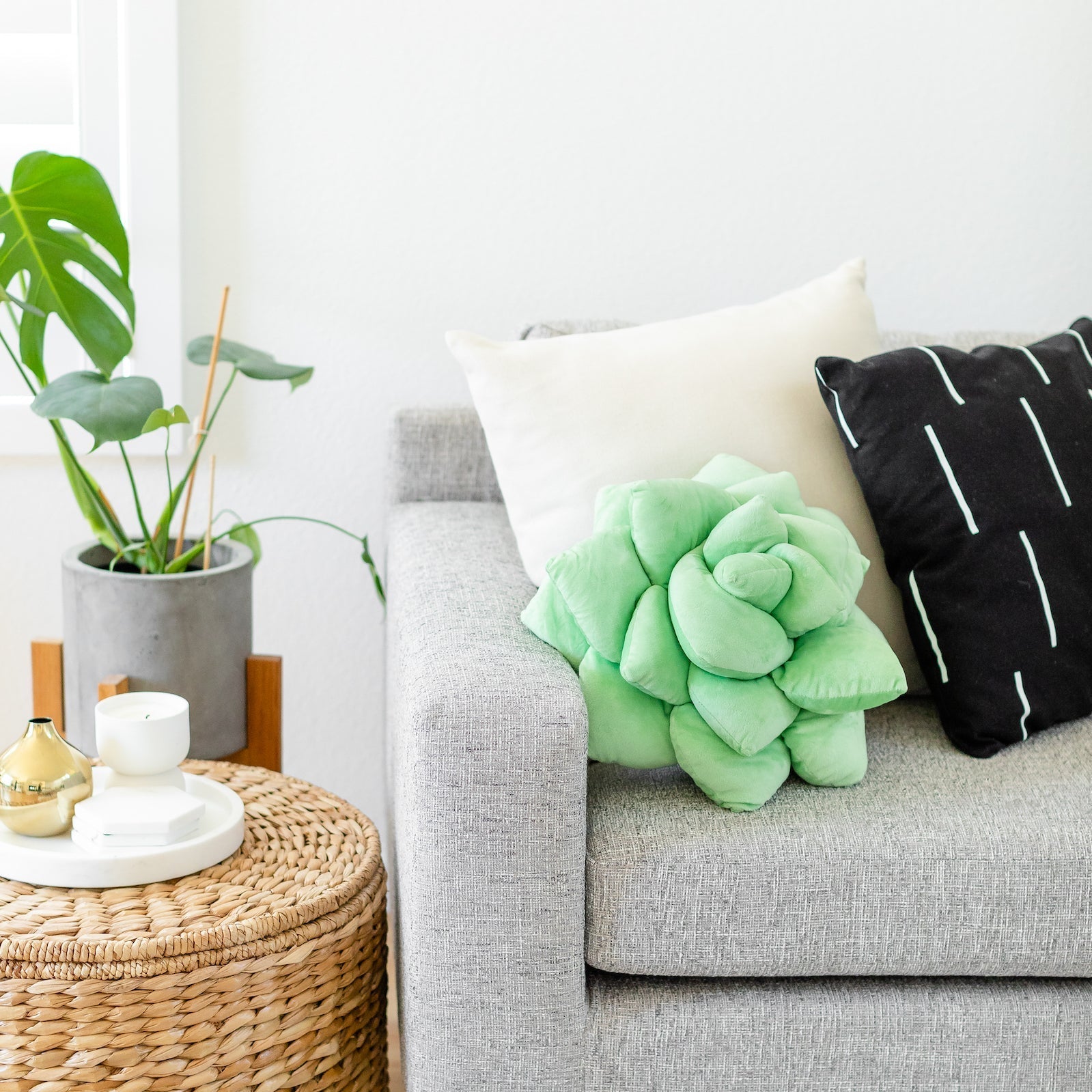 Product view 4 - Lil' Pop Succulent®  - Sage Green - Green Philosophy Co.