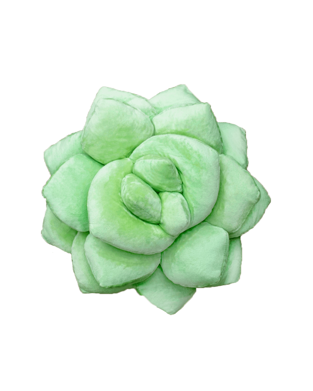 Lil' Pop Succulent®  - Sage Green - premium quality - Green Philosophy Co.