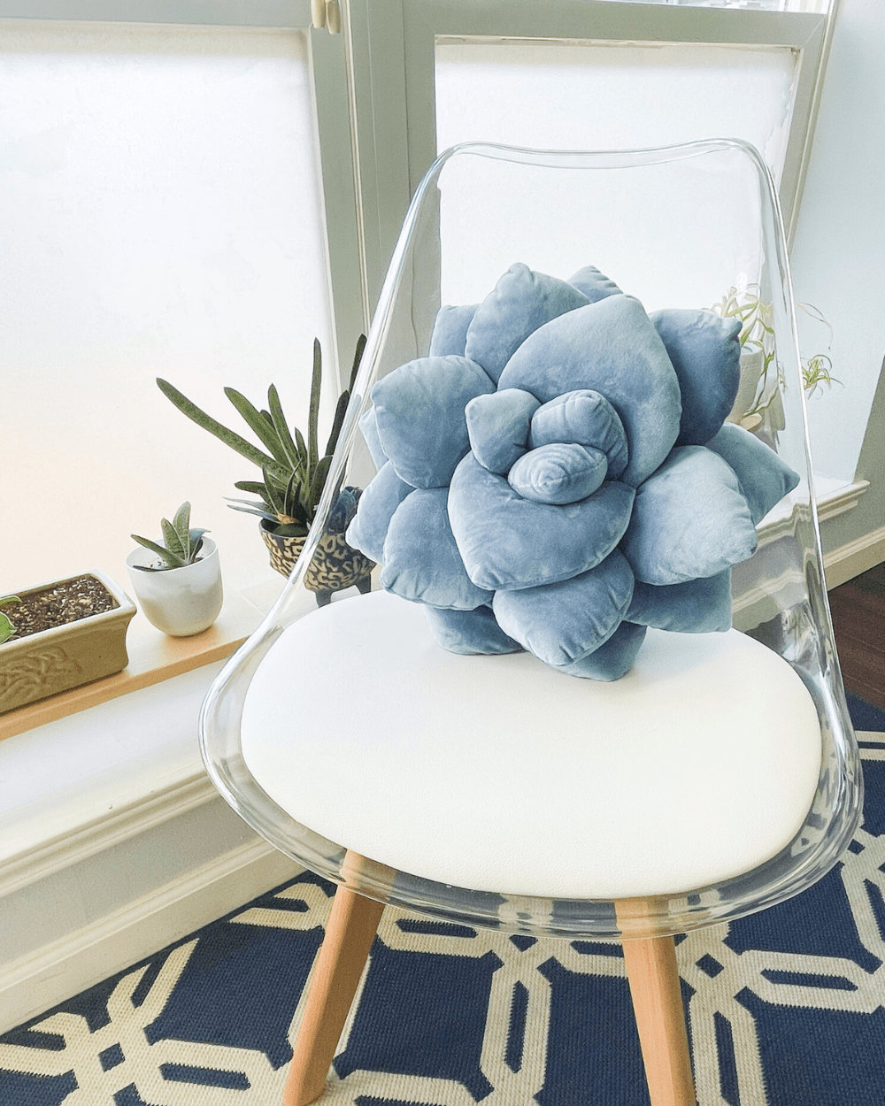 Lifestyle photo showing Lil' Pop Succulent® - Smokey Blue in use - Green Philosophy Co.