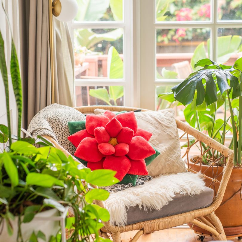 Lifestyle photo showing Poinsettia Pillow - Christmas Red in use - Green Philosophy Co.